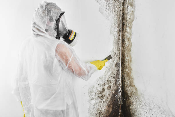 Best Toxic Mold Removal  in Uniontown, PA