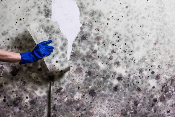 Crawl Space Mold Removal in Uniontown, PA