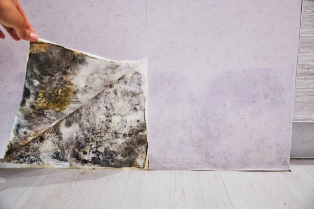 Best Fast Mold Removal  in Uniontown, PA